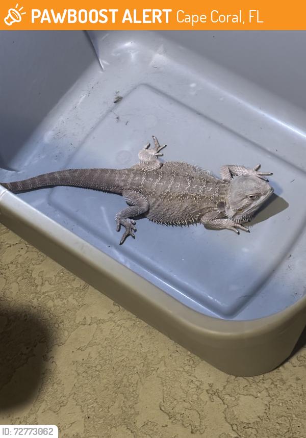 Found/Stray Unknown Reptile last seen Ne 40th street, Cape Coral, FL 33909