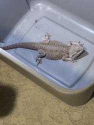 Found/Stray Unknown Reptile last seen Ne 40th street, Cape Coral, FL 33909