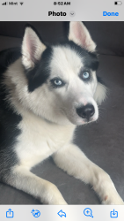 Lost Male Dog last seen Phillips & Eggeman Avenue , Toledo, OH 43612