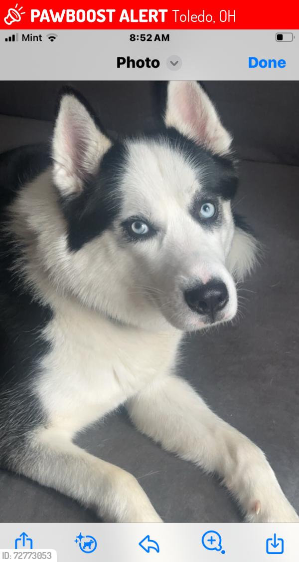 Lost Male Dog last seen Phillips & Eggeman Avenue , Toledo, OH 43612