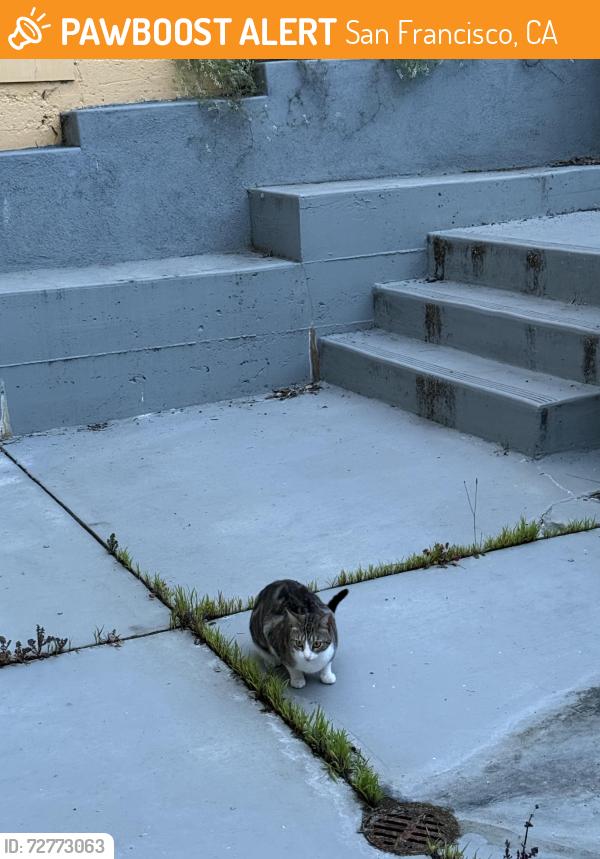 Found/Stray Unknown Cat last seen Merced Heights Playground, San Francisco, CA 94132