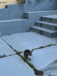 Found/Stray Unknown Cat last seen Merced Heights Playground, San Francisco, CA 94132