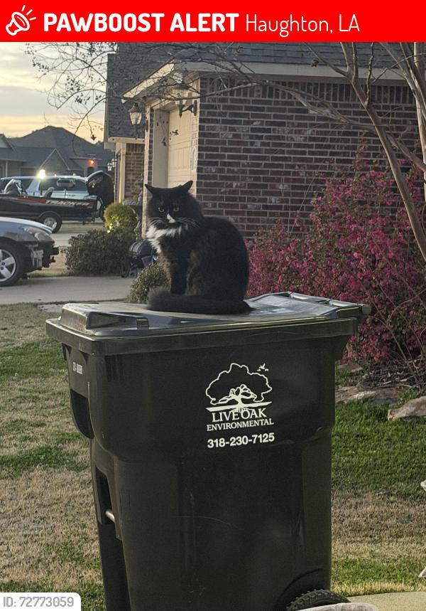 Lost Male Cat last seen Aubrey Walk , Haughton, LA 71037