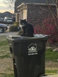 Lost Male Cat last seen Aubrey Walk , Haughton, LA 71037