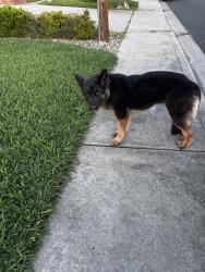 Found/Stray Unknown Dog last seen Walking by apmts , Concord, CA 94519