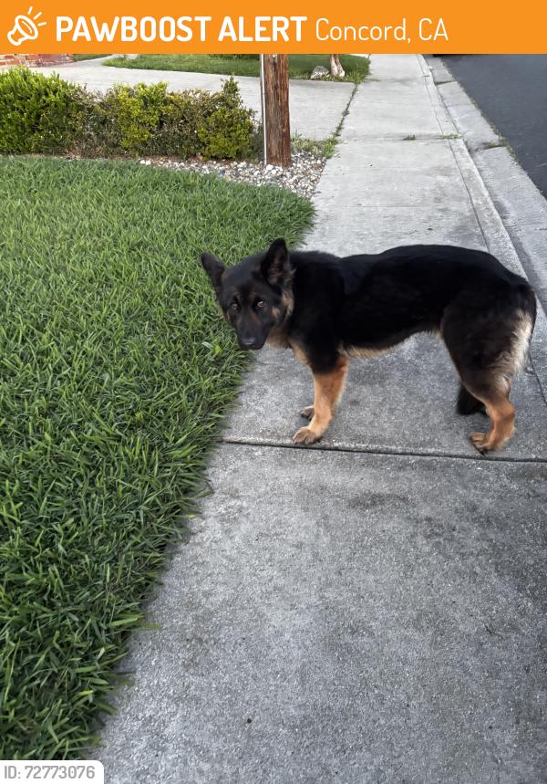 Found/Stray Unknown Dog last seen Walking by apmts , Concord, CA 94519