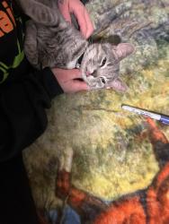 Lost Male Cat last seen Gates Four Golf Course , Fayetteville, NC 28306