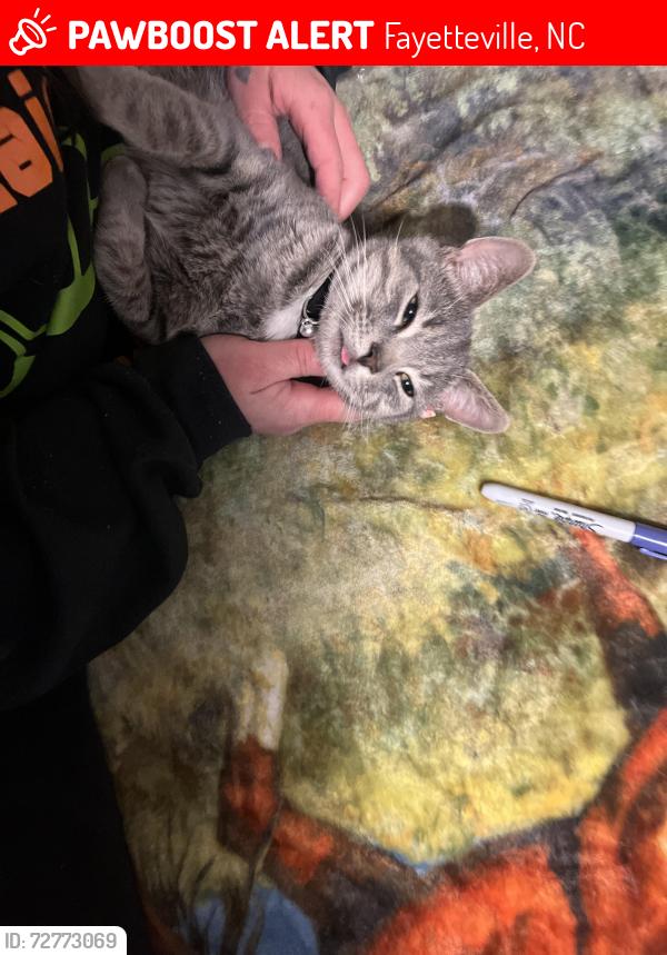 Lost Male Cat last seen Gates Four Golf Course , Fayetteville, NC 28306