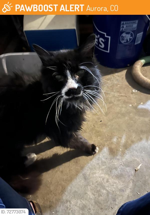 Found/Stray Unknown Cat last seen S Salida Way, Aurora, CO 80017