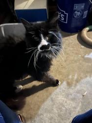 Found/Stray Unknown Cat last seen S Salida Way, Aurora, CO 80017