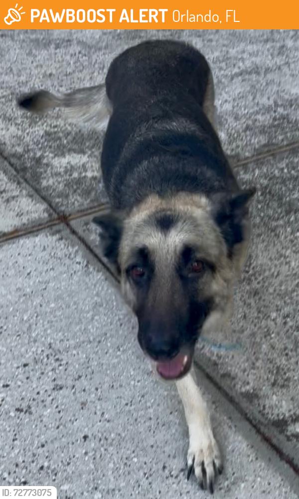 Found/Stray Female Dog last seen Lake Georgia Drive off of Dean Road, Between Alafaya Trail and University  off Dean , Orlando, FL 32817