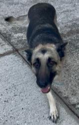 Found/Stray Female Dog last seen Lake Georgia Drive off of Dean Road, Between Alafaya Trail and University  off Dean , Orlando, FL 32817