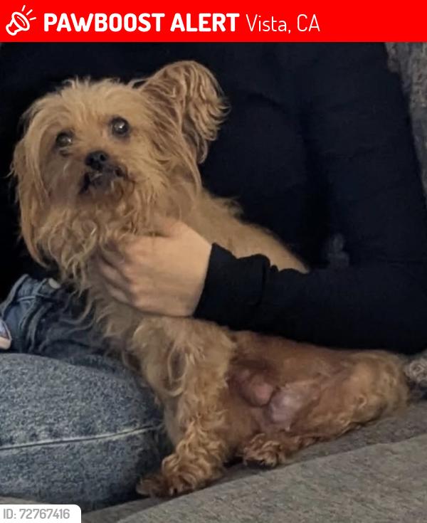 Lost Female Dog last seen E Indian rock rd Vista ca , Vista, CA 92084