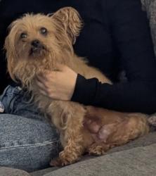 Lost Female Dog last seen E Indian rock rd Vista ca , Vista, CA 92084