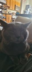 Reunited Male Cat last seen 66th and Malvern, Philadelphia, PA 19151
