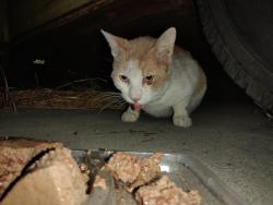 Found/Stray Male Cat last seen Q St and Banning Blvd, near Banning High School, Los Angeles, CA 90744