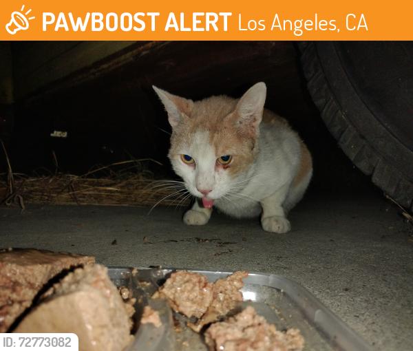 Found/Stray Male Cat last seen Q St and Banning Blvd, near Banning High School, Los Angeles, CA 90744