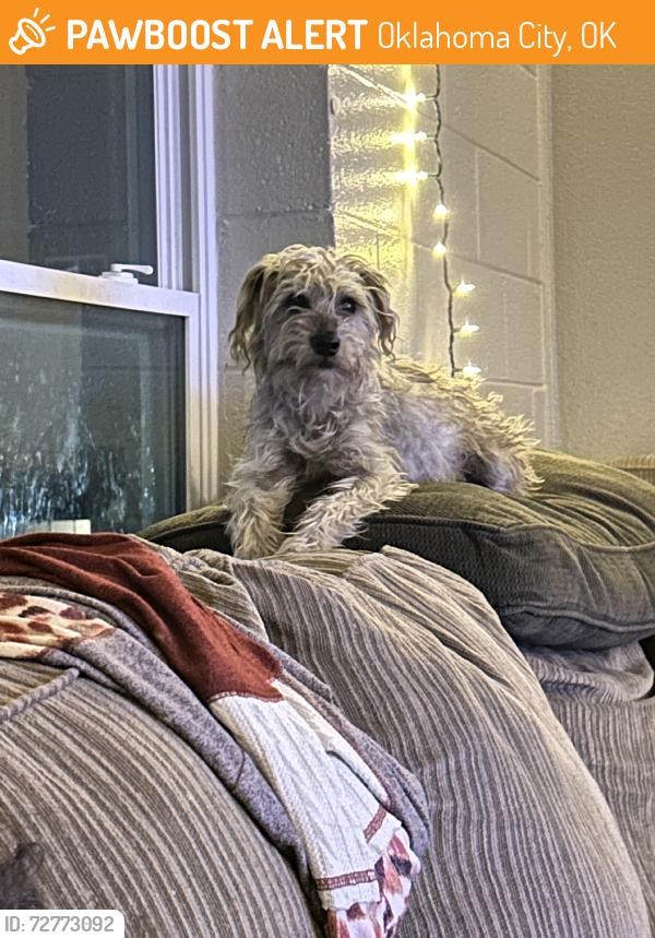 Found/Stray Unknown Dog last seen OnCue, Oklahoma City, OK 73109