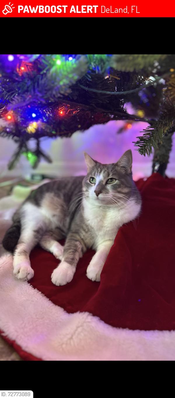 Lost Female Cat last seen Minnesota Ave and Hazen Road near Citrus Grove Elementary , DeLand, FL 32720