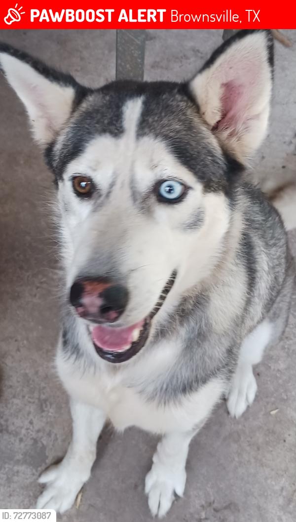 Found/Stray Female Dog last seen Alton Glory, Brownsville, TX 78526
