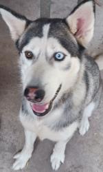 Found/Stray Female Dog last seen Alton Glory, Brownsville, TX 78526
