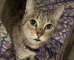 Lost Female Cat last seen Beach Way, Blaine, WA 98230