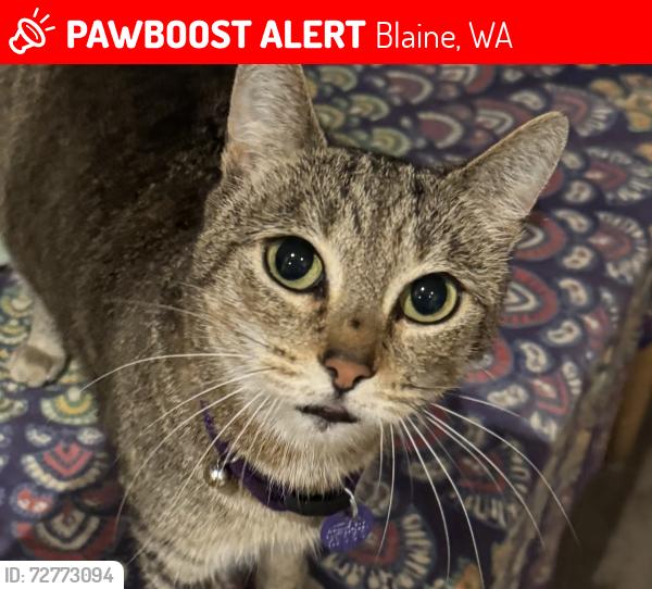 Lost Female Cat last seen Beach Way, Blaine, WA 98230