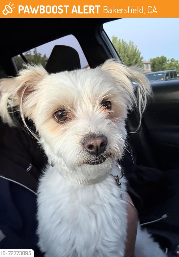 Found/Stray Male Dog last seen Mountain ridge, Bakersfield, CA 93313