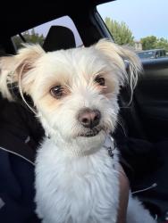 Found/Stray Male Dog last seen Mountain ridge, Bakersfield, CA 93313