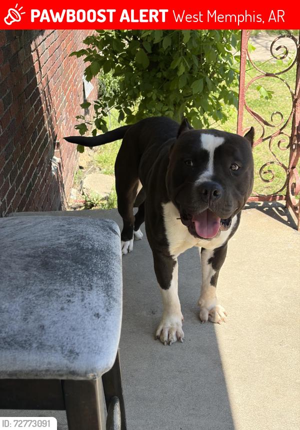 Lost Male Dog last seen Beatty & Stuart Ave, West Memphis, AR 72301