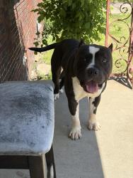 Lost Male Dog last seen Beatty & Stuart Ave, West Memphis, AR 72301