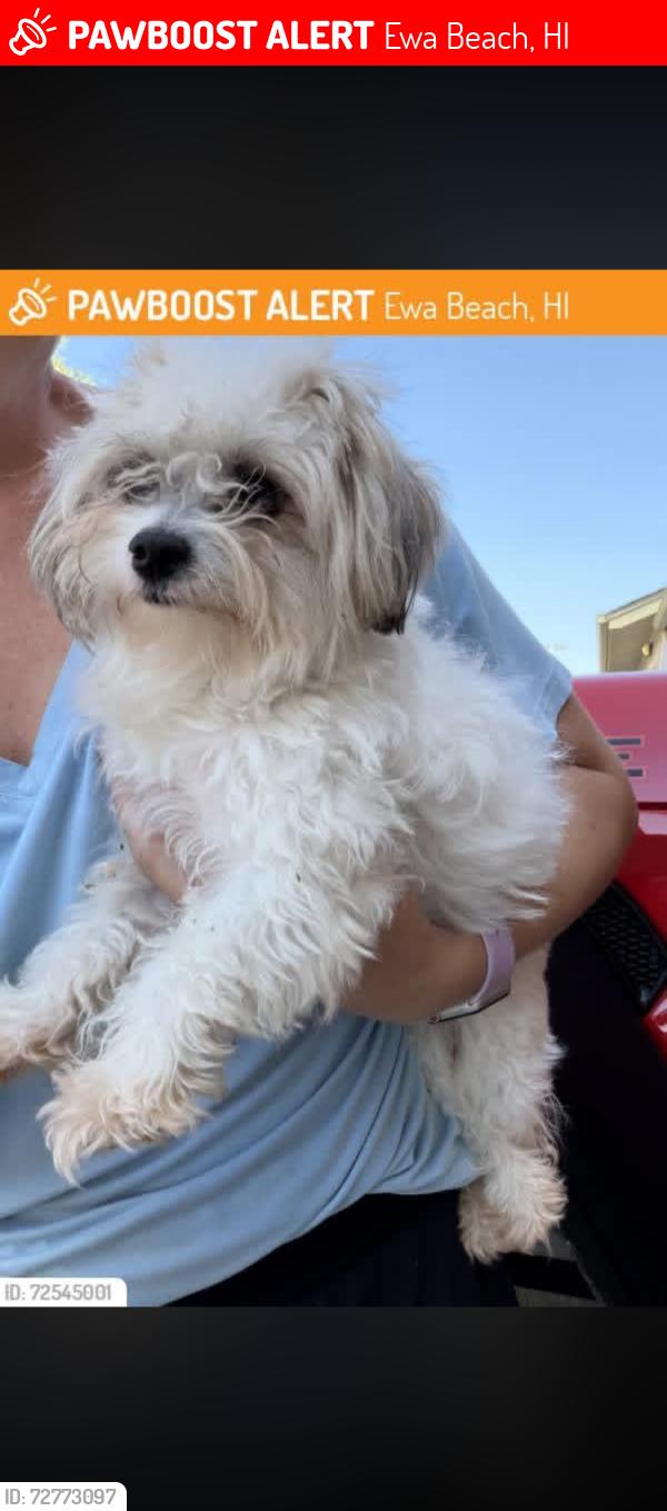 Lost Female Dog last seen Laulani, Safeway , Ewa Beach, HI 96706