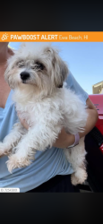 Lost Female Dog last seen Laulani, Safeway , Ewa Beach, HI 96706
