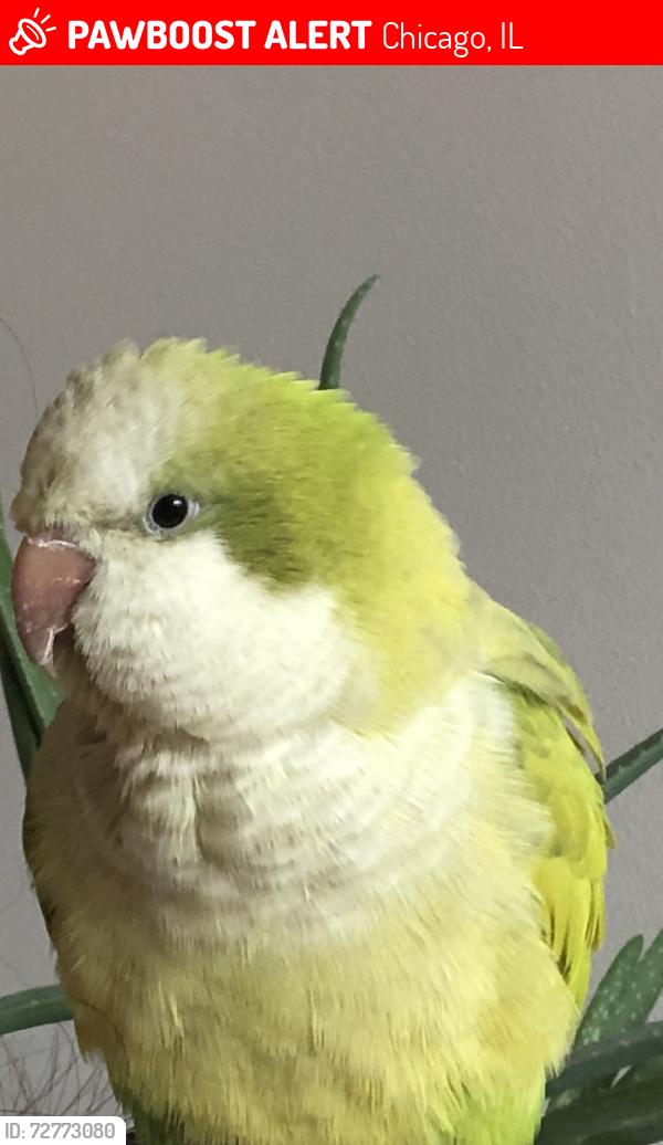 Lost Male Bird last seen W 55th St and S Lawndale Ave near Chip’s Foods and Liquors, Chicago, IL 60632