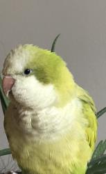 Lost Male Bird last seen W 55th St and S Lawndale Ave near Chip’s Foods and Liquors, Chicago, IL 60632