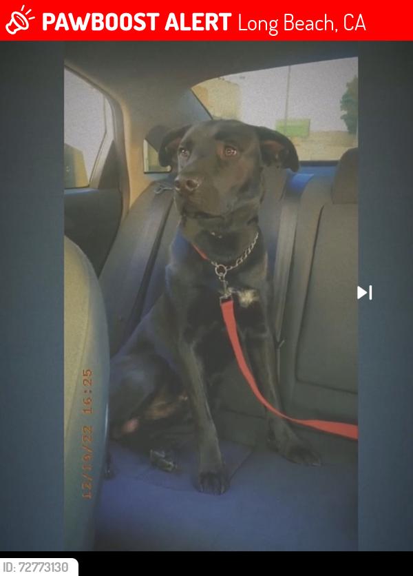Lost Male Dog last seen santa fe, Long Beach, CA 90810