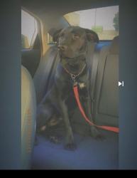 Lost Male Dog last seen santa fe, Long Beach, CA 90810