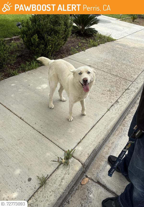 Found/Stray Female Dog last seen Evans & Ramona Expressway near RVHS, Perris, CA 92571