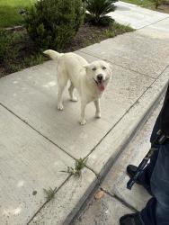 Found/Stray Female Dog last seen Evans & Ramona Expressway near RVHS, Perris, CA 92571