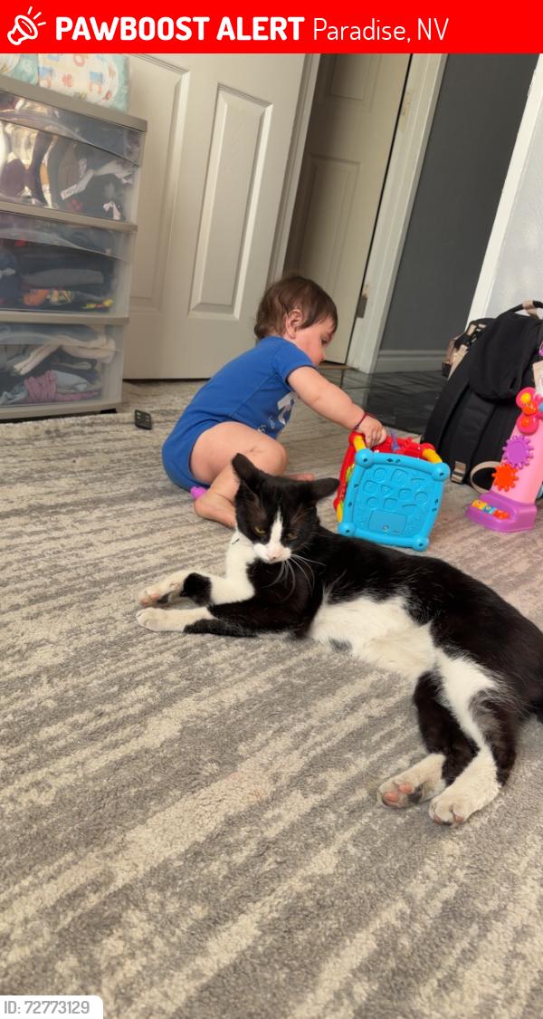 Lost Male Cat last seen Hacienda and Pecos, Paradise, NV 89120