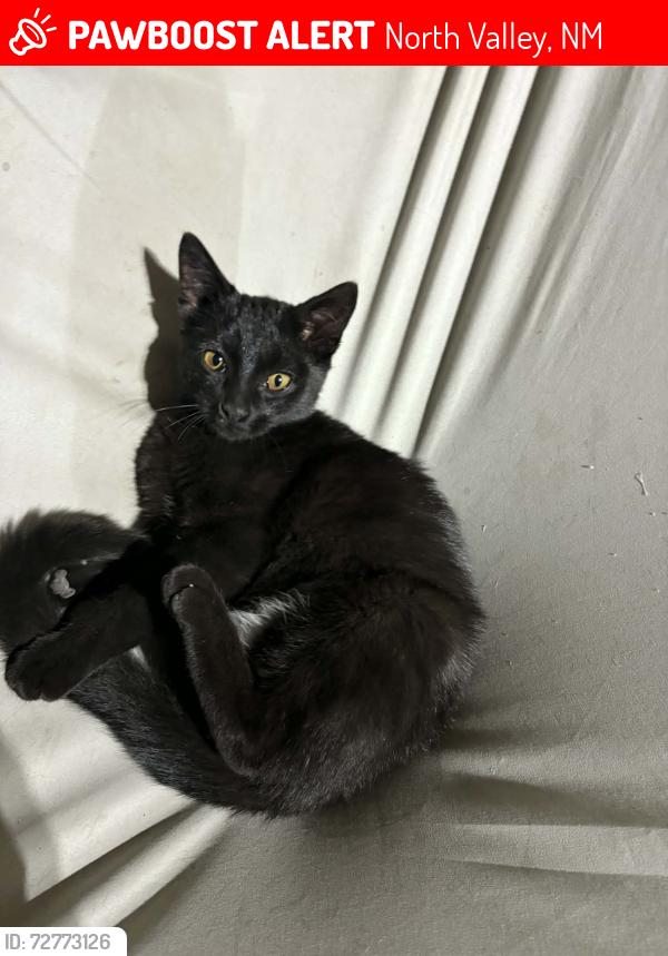 Lost Female Cat last seen Alameda , guadalupe trail NW, North Valley, NM 87114