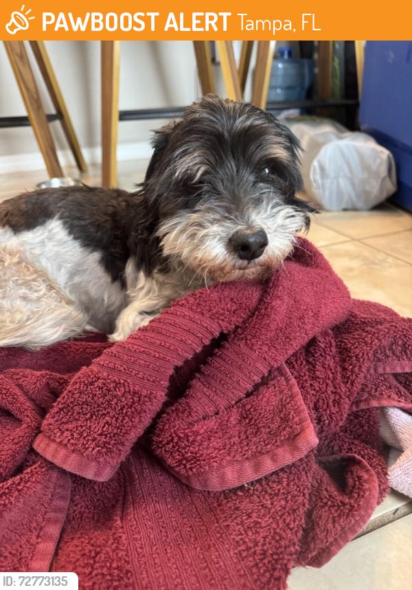 Found/Stray Female Dog last seen off-ramp of i-75 s bound, going west bound on fowler, Tampa, FL 33637