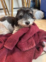 Found/Stray Female Dog last seen off-ramp of i-75 s bound, going west bound on fowler, Tampa, FL 33637