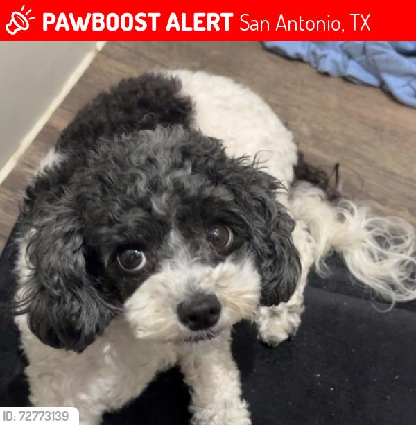 Lost Female Dog last seen By hses, suburbs, San Antonio, TX 78245