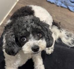 Lost Female Dog last seen By hses, suburbs, San Antonio, TX 78245