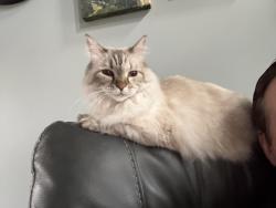 Lost Female Cat last seen Camac st near Matthewstown Rd, Easton, MD 21601