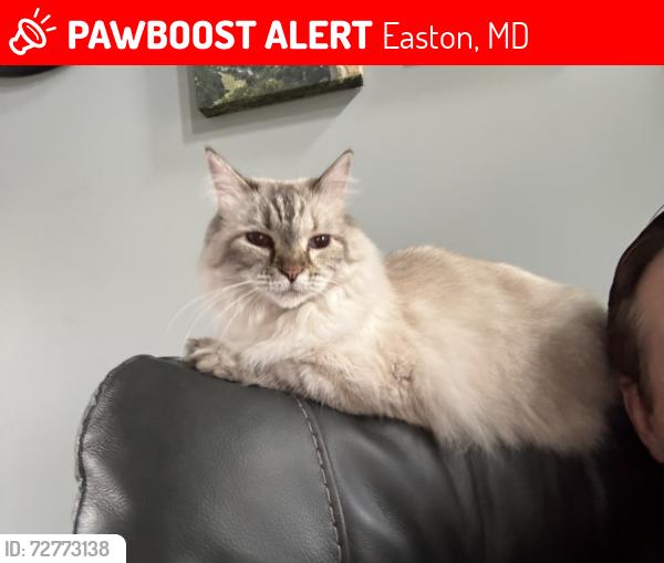 Lost Female Cat last seen Camac st near Matthewstown Rd, Easton, MD 21601