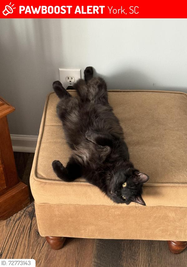 Lost Male Cat last seen flt rock rd, York, SC 29745