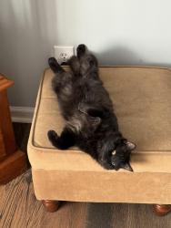 Lost Male Cat last seen flt rock rd, York, SC 29745