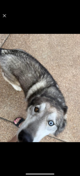 Found/Stray Female Dog last seen Milton Wilson , Arlington, TN 38002